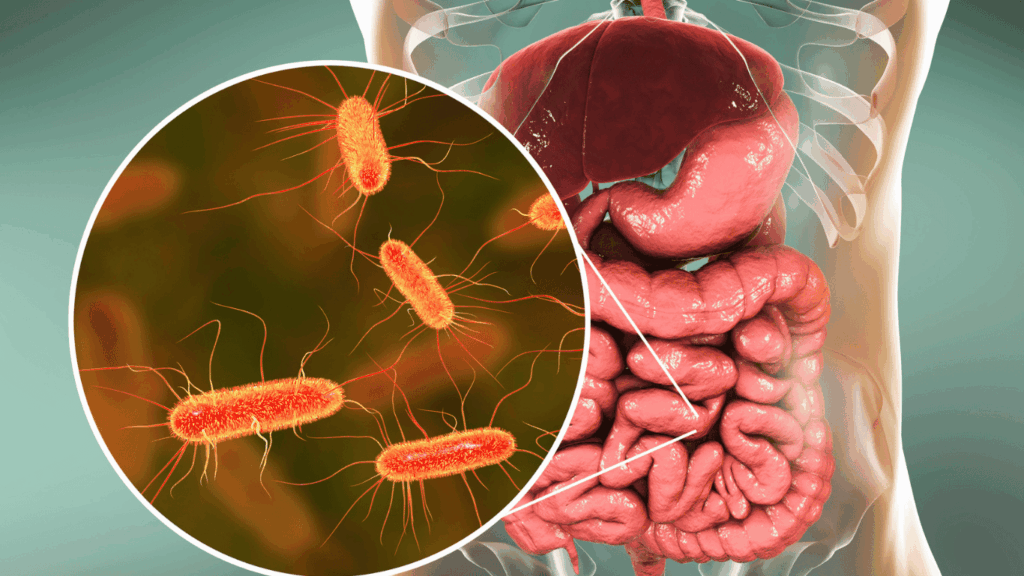 Illustration of the human digestive system with a magnified view of gut bacteria, representing the gut microbiome and its role in health.